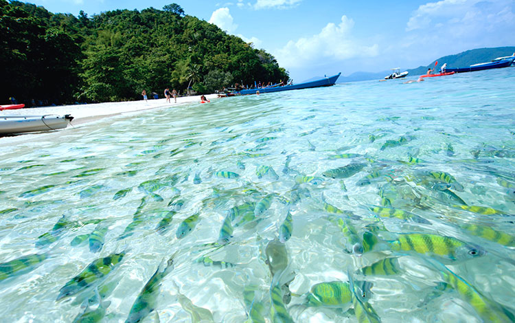 Коралловый остров 4